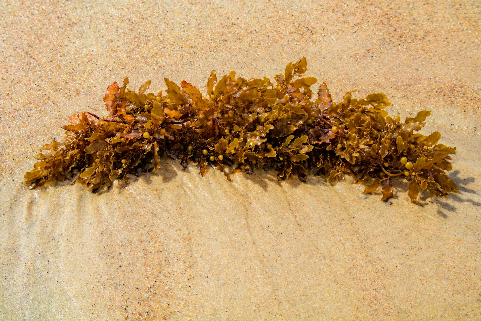 Discover the Amazing Health Benefits of Superfood Seaweed
